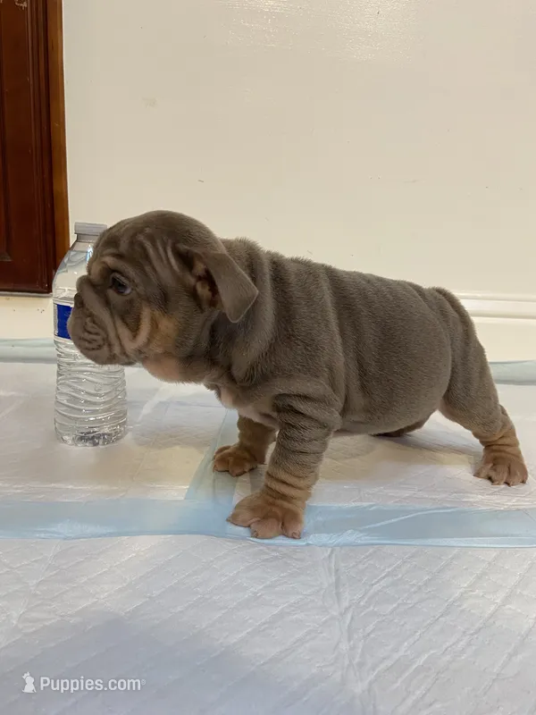 Brownie  – English Bulldog puppy for sale in Santa Rosa, CA
