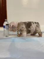 Frosty, a male English Bulldog for sale in Santa Rosa, CA – 6 of 9