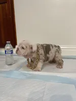 Frosty, a male English Bulldog for sale in Santa Rosa, CA – 1 of 9