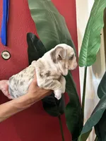 Frosty, a male English Bulldog for sale in Santa Rosa, CA – 9 of 9