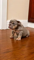 Mini, a female English Bulldog for sale in Santa Rosa, CA – 4 of 10