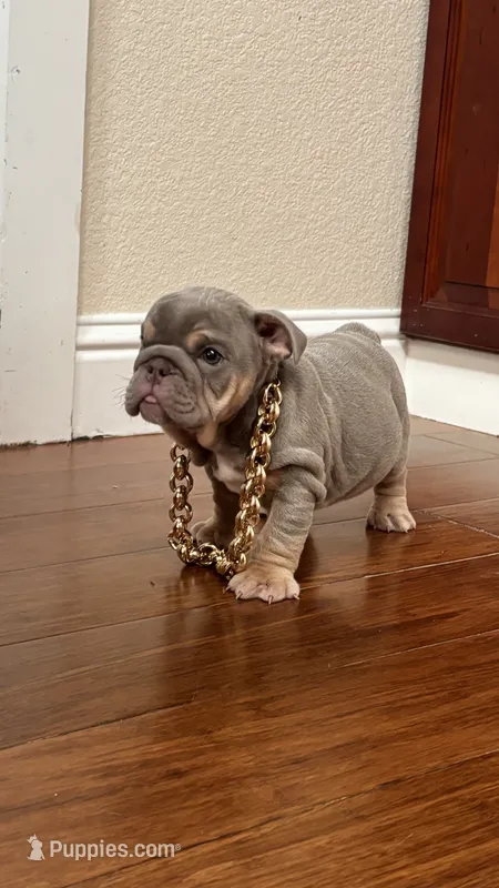 Mini – English Bulldog puppy for sale in Santa Rosa, CA