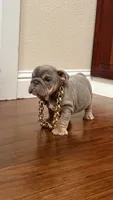 Mini, a female English Bulldog for sale in Santa Rosa, CA – 2 of 10