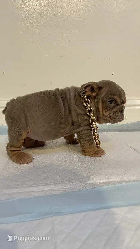 Mini, a female English Bulldog for sale in Santa Rosa, CA – 1 of 10