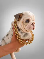 Frosty, a male English Bulldog for sale in Santa Rosa, CA – 5 of 9
