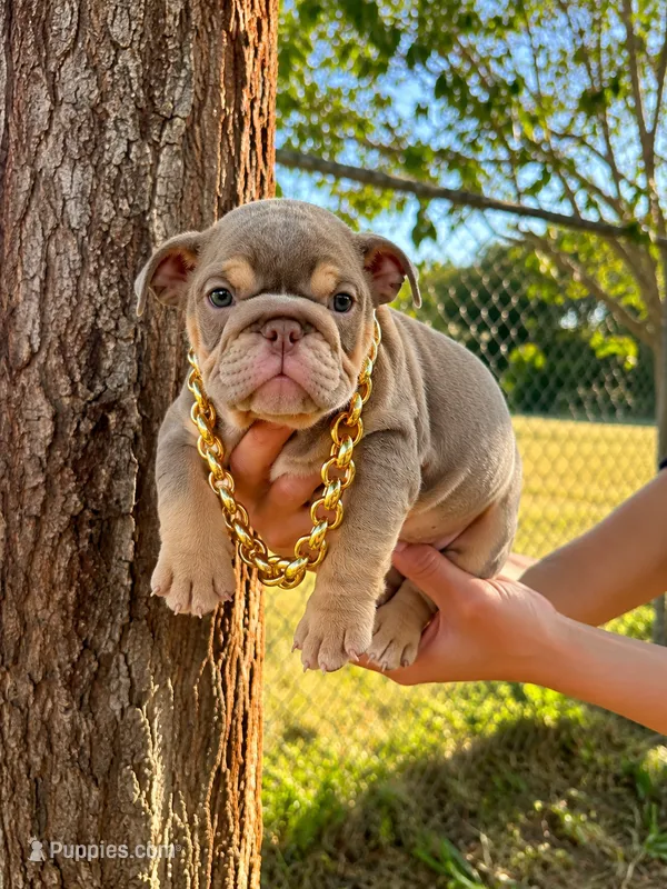 Brownie  – English Bulldog puppy for sale in Santa Rosa, CA