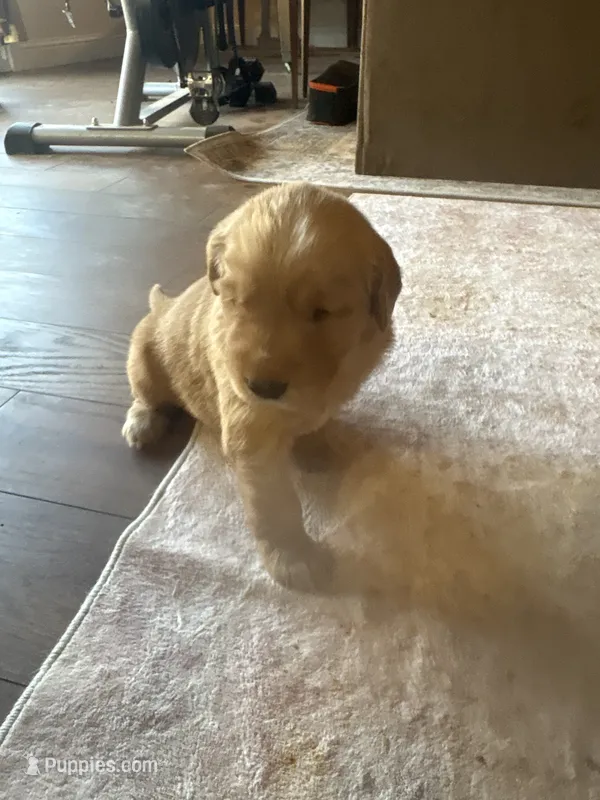 tucker – Golden Retriever puppy for sale in Garden Valley, CA