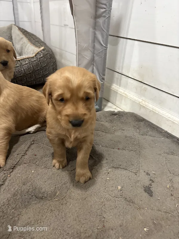Stevie – Golden Retriever puppy for sale in Garden Valley, CA