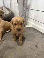 Stevie, a male Golden Retriever for sale in Garden Valley, CA – 1 of 3