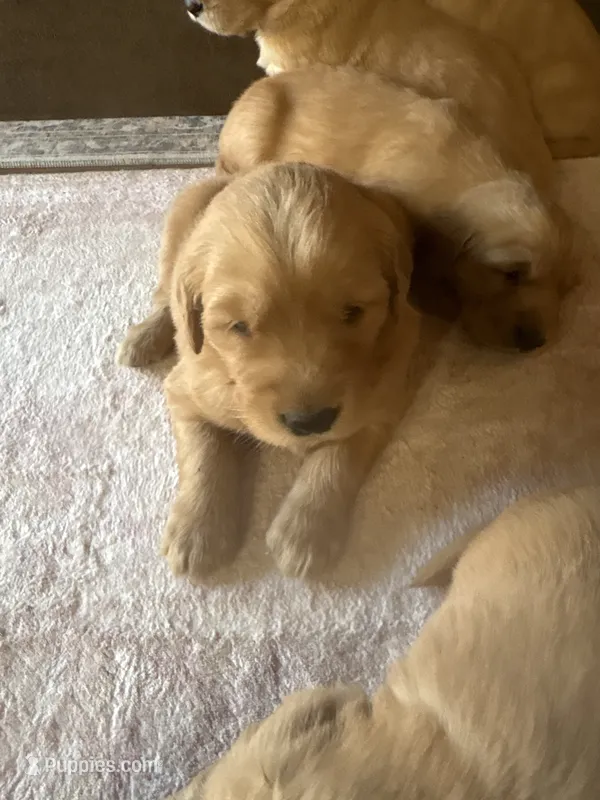 Honey – Golden Retriever puppy for sale in Garden Valley, CA