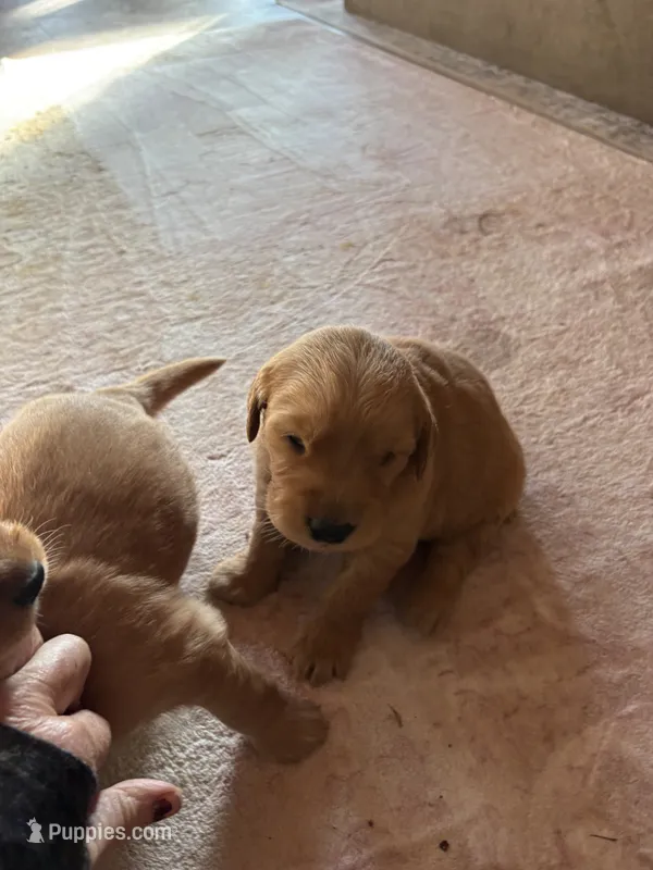 Marley – Golden Retriever puppy for sale in Garden Valley, CA