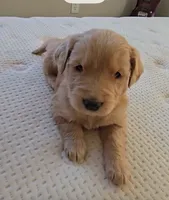 Carly, a female Golden Retriever for sale in Garden Valley, CA – Photo 3 of 3