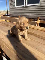 Carly, a female Golden Retriever for sale in Garden Valley, CA – Photo 1 of 3