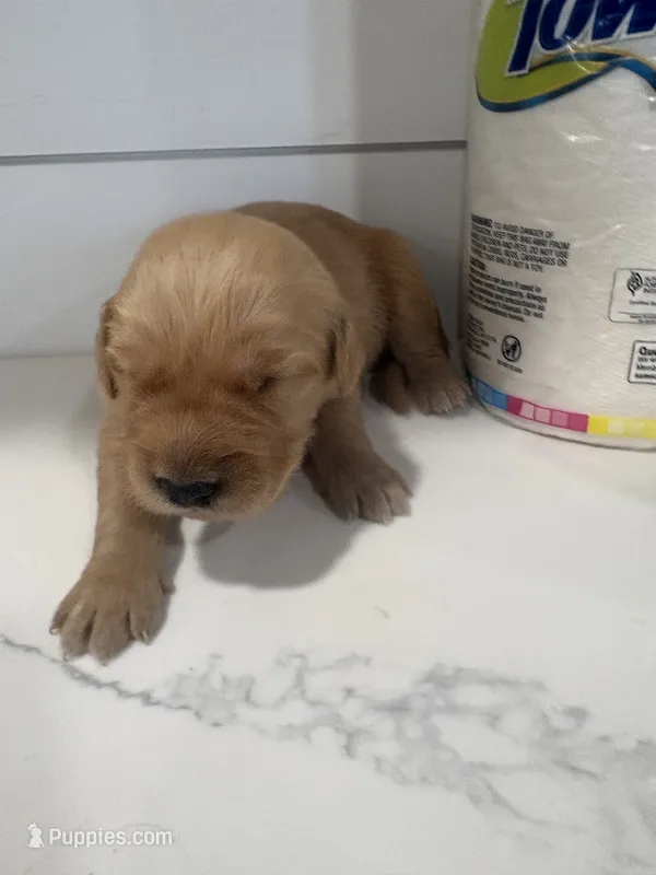 Stella – Golden Retriever puppy for sale in Garden Valley, CA