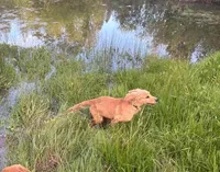 sid, a male Golden Retriever for sale in Garden Valley, CA – Photo 4 of 6