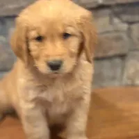 patrick, a male Golden Retriever for sale in Garden Valley, CA – Photo 4 of 4