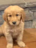 patrick, a male Golden Retriever for sale in Garden Valley, CA – Photo 3 of 3