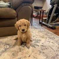 patrick, a male Golden Retriever for sale in Garden Valley, CA – Photo 3 of 4