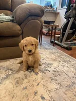 patrick, a male Golden Retriever for sale in Garden Valley, CA – Photo 2 of 3