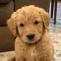 patrick, a male Golden Retriever for sale in Garden Valley, CA – Photo 2 of 4