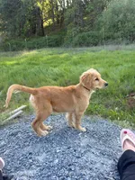 sid, a male Golden Retriever for sale in Garden Valley, CA – Photo 3 of 6