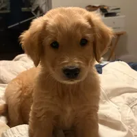 patrick, a male Golden Retriever for sale in Garden Valley, CA – Photo 1 of 4