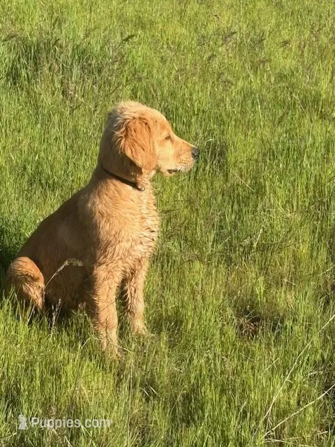 sid – Golden Retriever puppy for sale in Garden Valley, CA