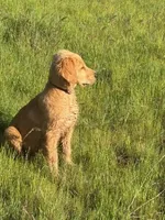 sid, a male Golden Retriever for sale in Garden Valley, CA – Photo 1 of 6