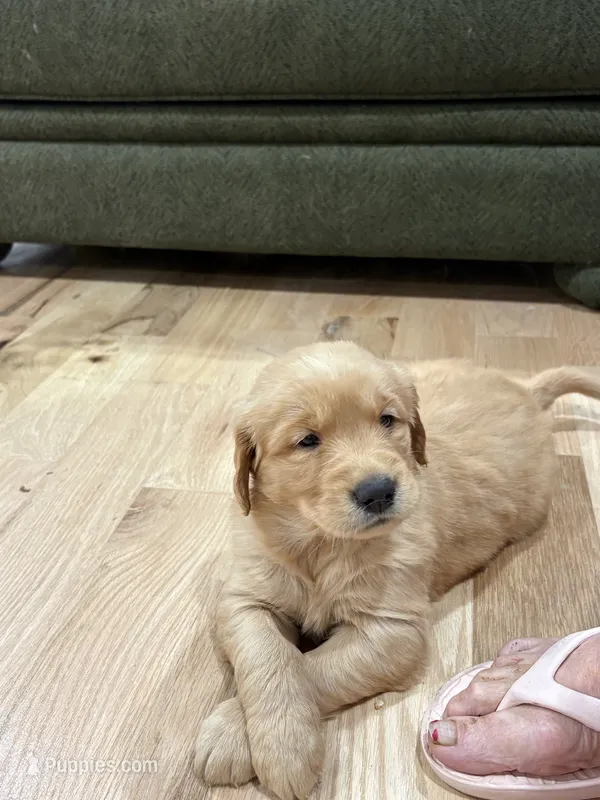 Molly – Golden Retriever puppy for sale in Garden Valley, CA