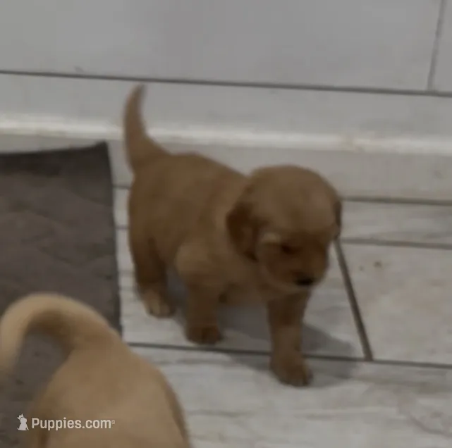 Lucy – Golden Retriever puppy for sale in Garden Valley, CA