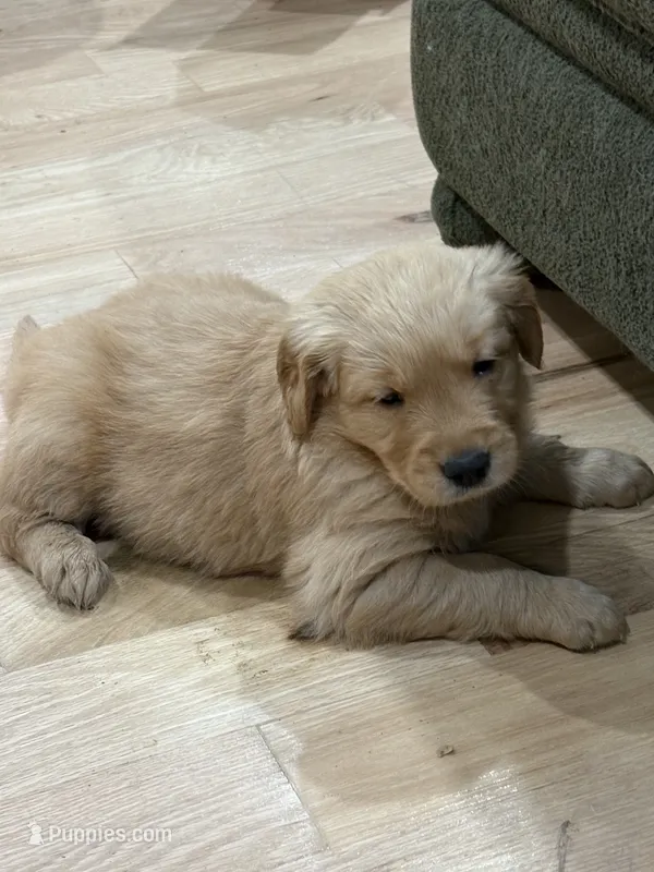 Lucy – Golden Retriever puppy for sale in Garden Valley, CA
