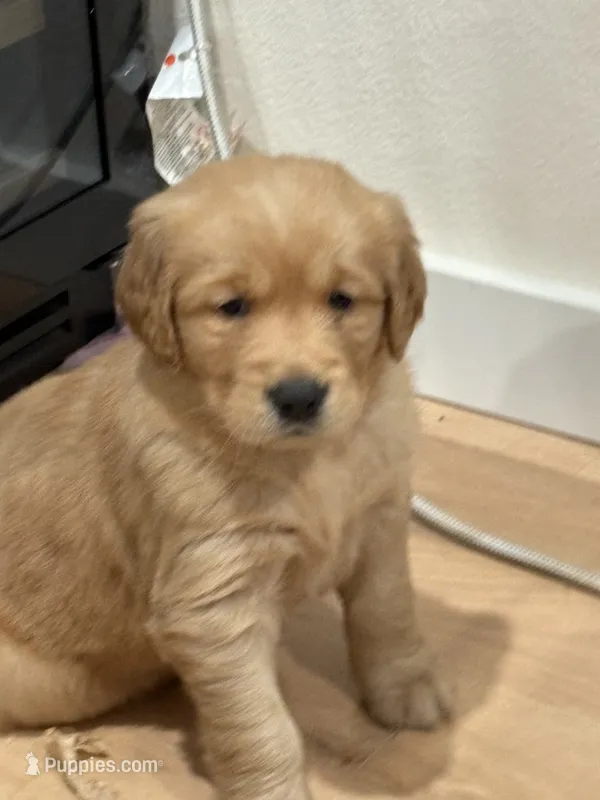 Marley – Golden Retriever puppy for sale in Garden Valley, CA