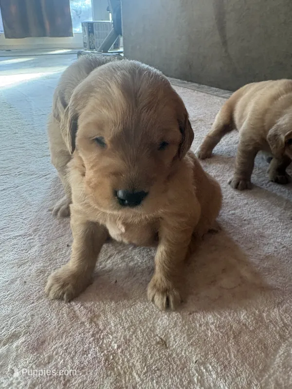 Molly – Golden Retriever puppy for sale in Garden Valley, CA