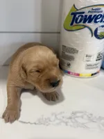 tucker, a male Golden Retriever for sale in Garden Valley, CA – 1 of 1
