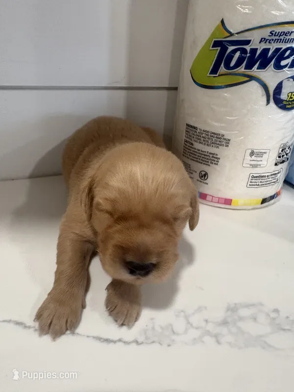 Belle – Golden Retriever puppy for sale in Garden Valley, CA