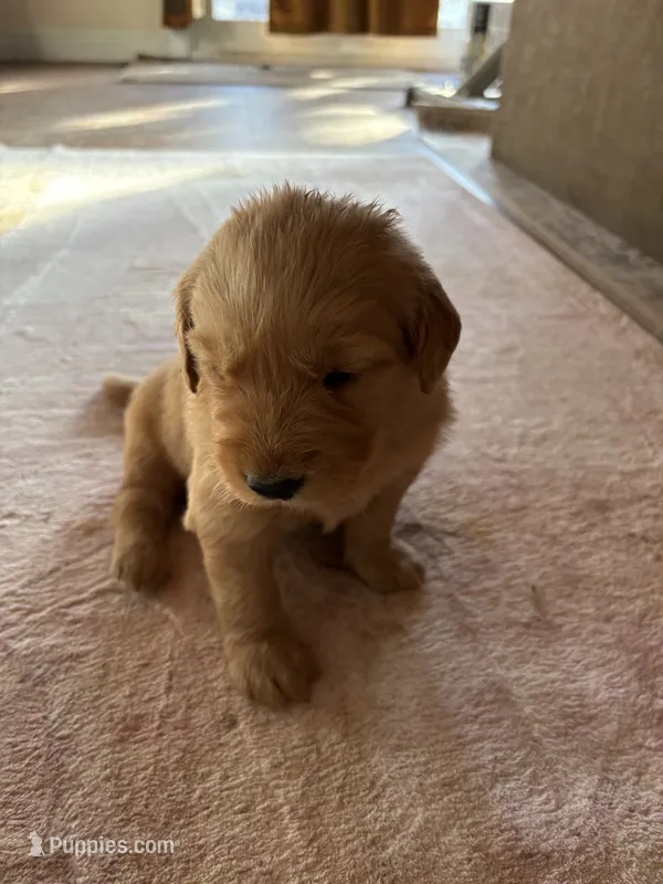 Max – Golden Retriever puppy for sale in Garden Valley, CA