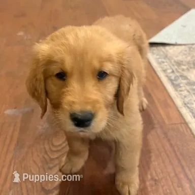 darby, a male Golden Retriever for sale in Garden Valley, CA – Photo 3 of 3