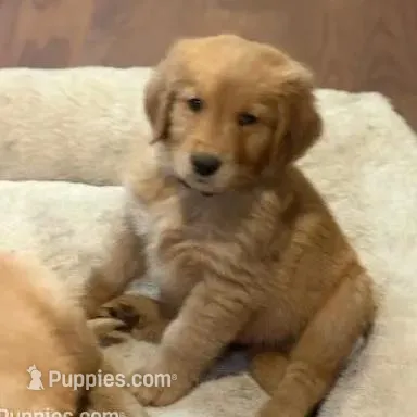 darby, a male Golden Retriever for sale in Garden Valley, CA – Photo 2 of 3