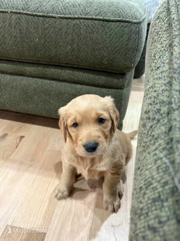 tucker – Golden Retriever puppy for sale in Garden Valley, CA