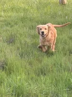 Eddie, a male Golden Retriever for sale in Garden Valley, CA – 2 of 6