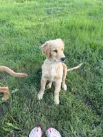 Eddie, a male Golden Retriever for sale in Garden Valley, CA – 4 of 6