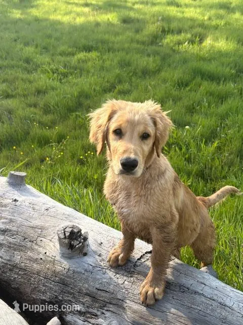 Eddie – Golden Retriever puppy for sale in Garden Valley, CA