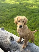 Eddie, a male Golden Retriever for sale in Garden Valley, CA – 1 of 6