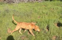 Eddie, a male Golden Retriever for sale in Garden Valley, CA – 3 of 6