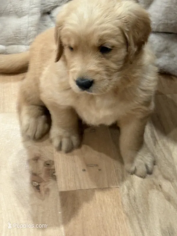 Max – Golden Retriever puppy for sale in Garden Valley, CA