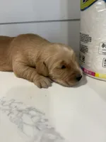 Max, a male Golden Retriever for sale in Garden Valley, CA – 1 of 1