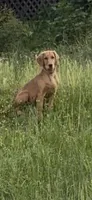 Gerdy, a female Golden Retriever for sale in Garden Valley, CA – 2 of 9