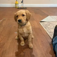 Gerdy, a female Golden Retriever for sale in Garden Valley, CA – Photo 1 of 2