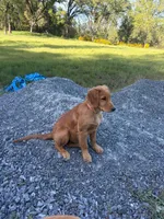 Gerdy, a female Golden Retriever for sale in Garden Valley, CA – 7 of 9