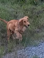 Gerdy, a female Golden Retriever for sale in Garden Valley, CA – 3 of 9